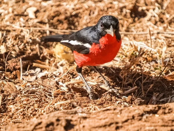 Crimson Breasted Shrike Bright Back Red Ground South Africa — Stock Fotó