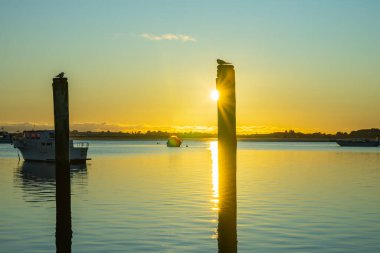 Two old mooring posts in Tauranga harbour with white-fronted tern in silhouette on top back lit by sunrise.