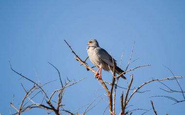 Pale chanting goshawk in tree against blue sky, in Africa.