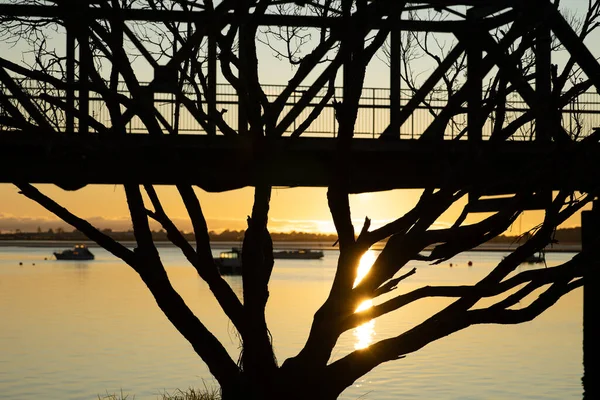 Branches Bare Tree Structure Bridge Sunrise Railway Bridge Strand Extension —  Fotos de Stock