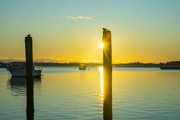 Two Old Mooring Posts Tauranga Harbour White Fronted Tern Silhouette — 图库照片