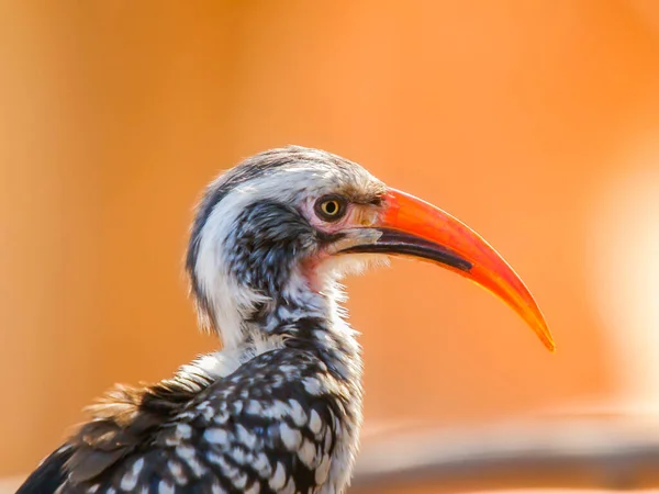 Southern Red Billed Horn Bill Portrait Bokeh Background — 스톡 사진
