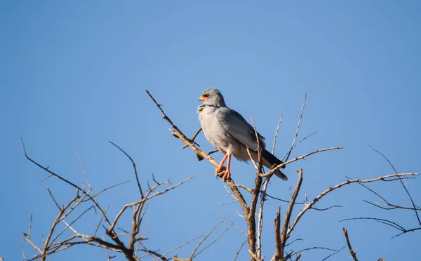 Pale Chanting Goshawk Tree Blue Sky Africa — Stok fotoğraf