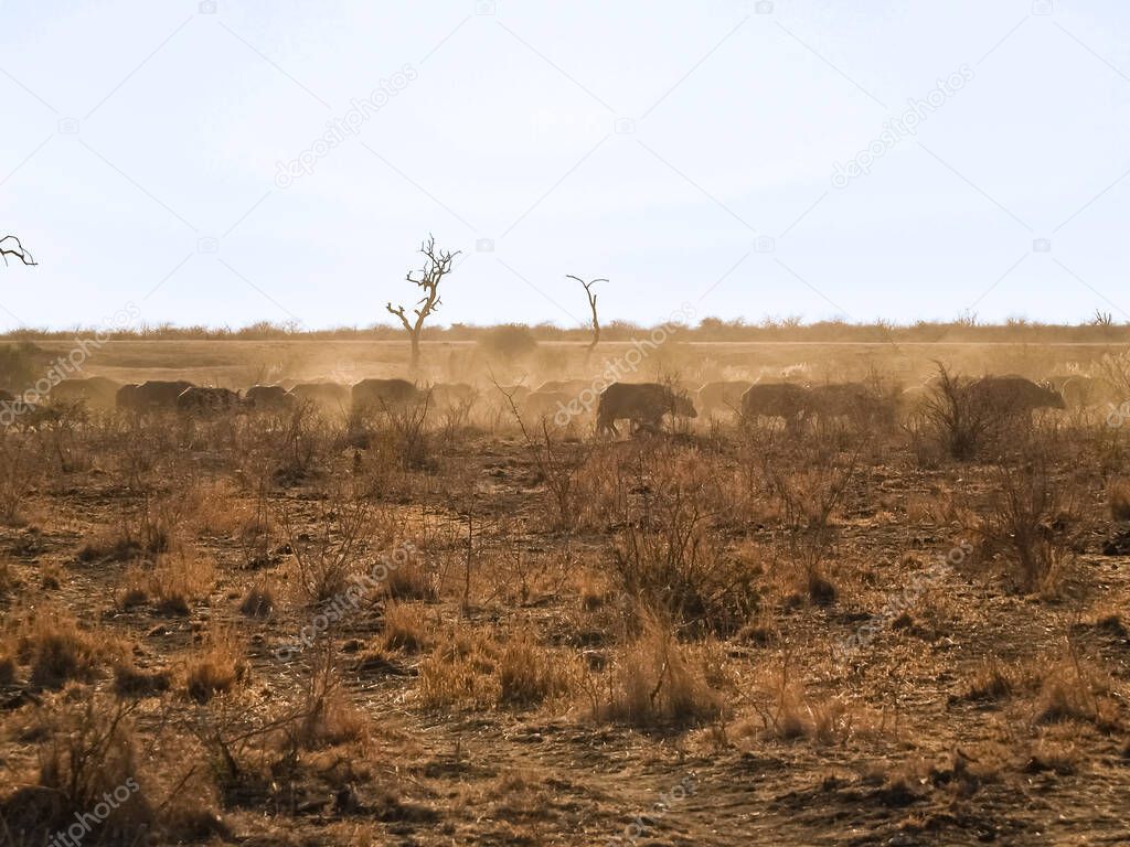 Golden landscape with dust kicked up by herd of passing buffalo through South Africa scrub