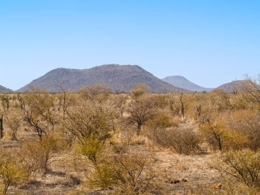 Low scrub across flat typical African landscape with distant hill.