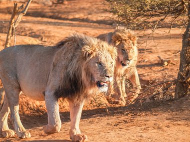 Two African male lion walking together in Madikwe Game Reserve South Africa.