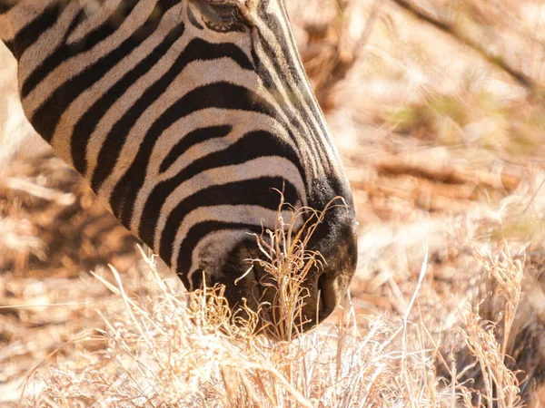 Animal Patterns Zebra Head Grazing Close South Africa — Foto Stock