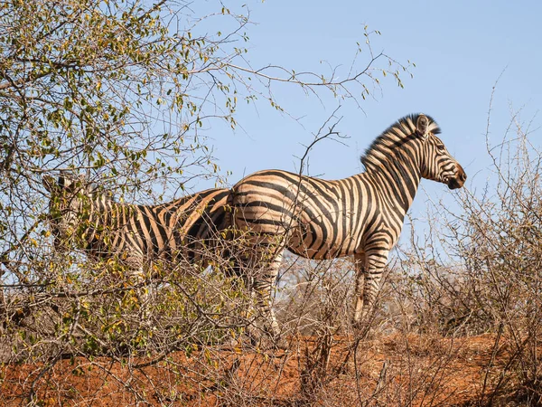 Two Zebra Low Point View Standing Space South African Acacia — Stockfoto
