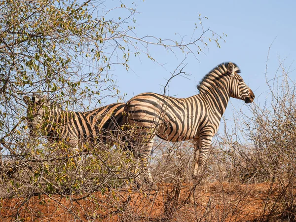 Two Zebra Low Point View Standing Space South African Acacia — ストック写真