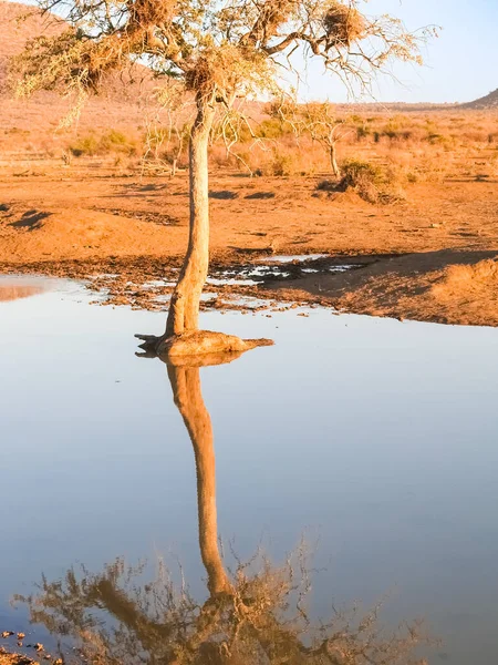 Одно Дерево Отражается Спокойной Воде Мирном Африканском Пейзаже — стоковое фото