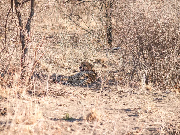 Cheetah Ling Ground Resting Bush Madikwe Game Reserve South Africa — Fotografie, imagine de stoc