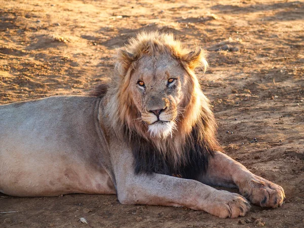 Африканский Лев Сидящий Головой Повернутый Сторону Мадикве — стоковое фото