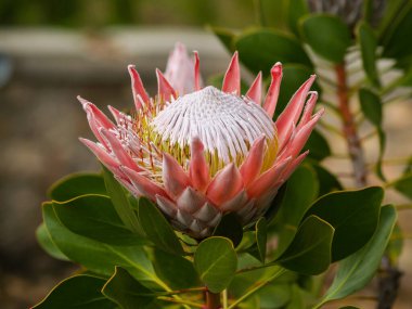 King protea flower in full bloom close-up