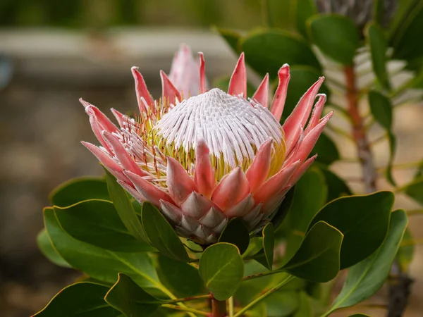 King Protea Flower Full Bloom Close — 스톡 사진