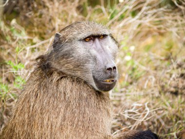 Portrait one baboon sitting in open in wild.