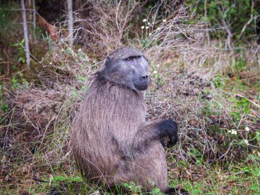 Portrait one baboon sitting in open in wild.