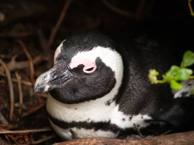 African penguin sitting entrance to burrow in South Africa.