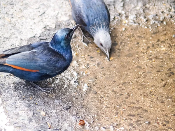 Pair Red Winged Starling Selective Focus Cape Good Hope South — Foto Stock
