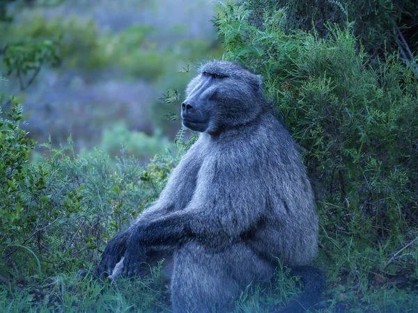 Portrait One Baboon Sitting Open Wild — Stock fotografie