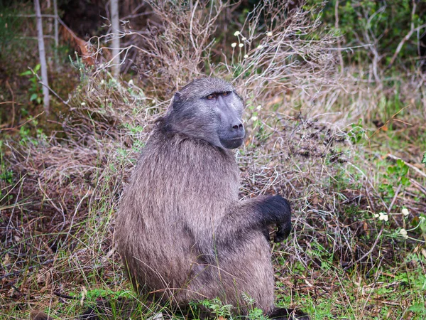 Portrait One Baboon Sitting Open Wild — Stock Photo, Image