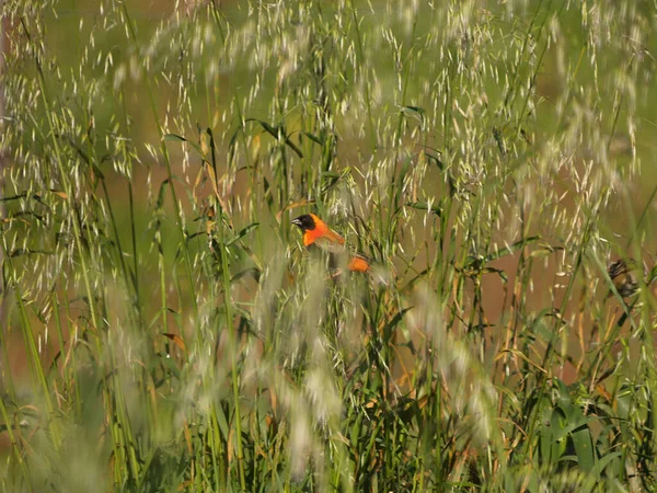 Southern Red Cardinal Bird Hiding Long Green Grass South Africa — Fotografie, imagine de stoc