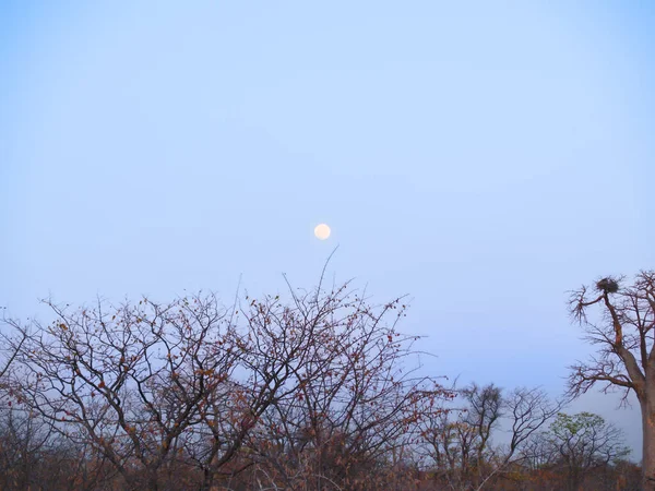 Moon Blue Sky Twilight Thorny Acacia Trees Typical African Landscape — Fotografia de Stock
