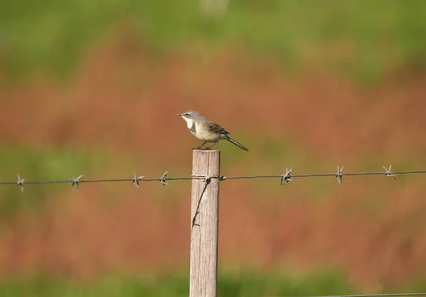 African Brown Flycatcher Post Isolated Natural Bokeh Effect — Fotografie, imagine de stoc