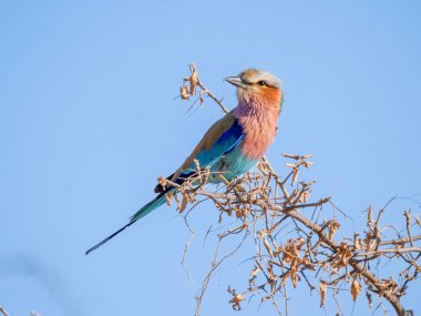 Lilac breasted roller perched high on branch against blue sky.