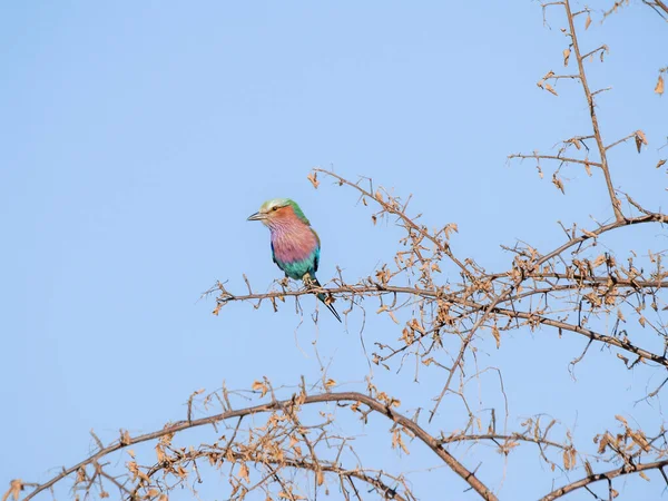 Lilac Breasted Roller Perched High Branch Blue Sky — Photo