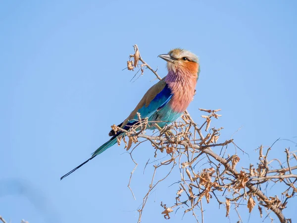 Lilac Breasted Roller Perched High Branch Blue Sky — Fotografie, imagine de stoc