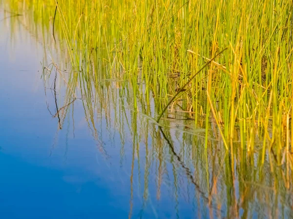 Reeds Growing Densely Okavango Delta Swamp Botswana — Stock Fotó