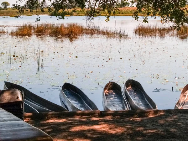 Τέσσερα Παραδοσιακά Κανό Παρατάσσονται Κατά Μήκος Του Βάλτου Okavango Delta — Φωτογραφία Αρχείου