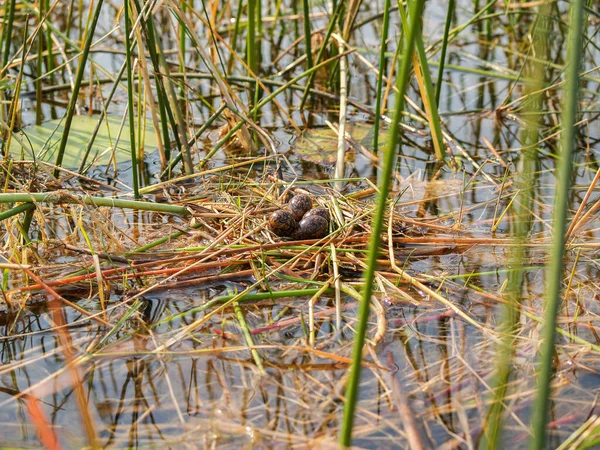 Four Jacana Birds Eggs Floating Nest Reeds Okavango Delta Botswana — Stockfoto