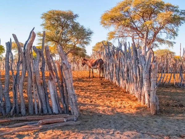 Rustic Fences Poles Forming Stockyards Desert Environment Botswana — ストック写真