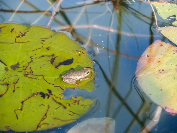 Tiny Marbled Reed Frog Green Water Lily Leaf Okavango Delta — Foto de Stock