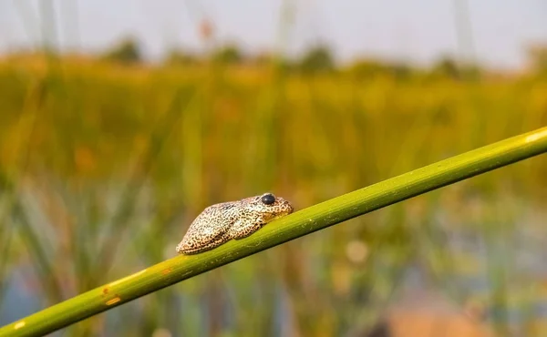 Μικροσκοπικός Βάτραχος Marbled Reed Που Κάθεται Στο Στέλεχος Του Καλάμου — Φωτογραφία Αρχείου