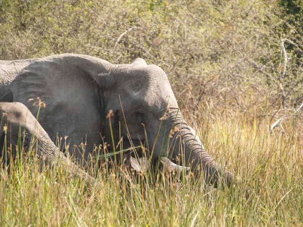 Family Elephants Comprising Adult Juveniles Wading Swamp Feeding Okavango Delta — Photo