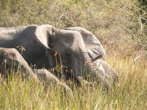 Family Elephants Comprising Adult Juveniles Wading Swamp Feeding Okavango Delta — Photo