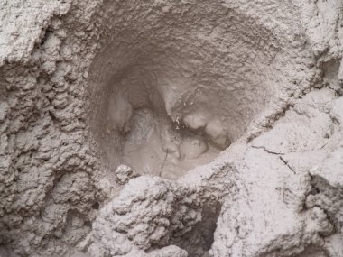 Thermal activity and steaming pot-hole of liquid hot mud in Orakei Korako on volcanic plateau area New Zealand.
