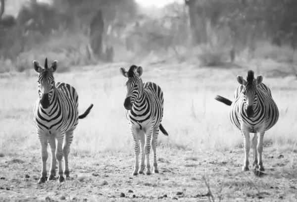 Three Zebra Standing Together Botswana Grassland Looking Forward Monochrome — Foto Stock