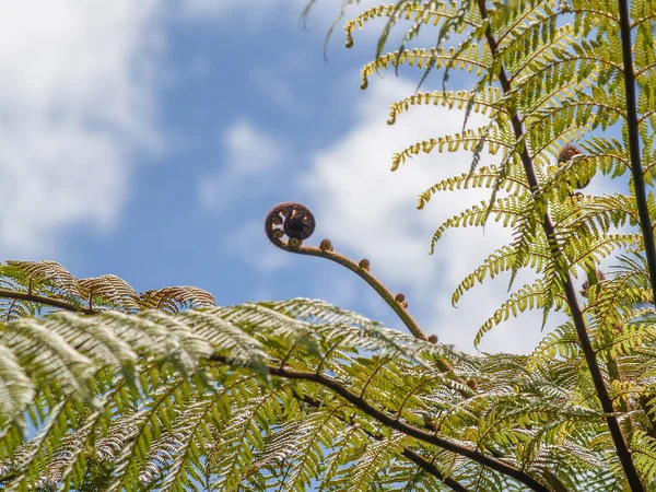 New Shoot Fern Frond Growing Mature Fronds New Zealand Tree — Fotografia de Stock