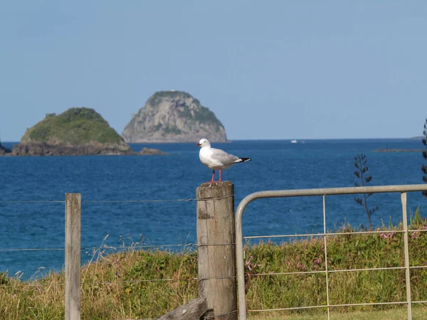 Seagull Fence Post View Sea Shore Islands Opito Bay New — Foto de Stock
