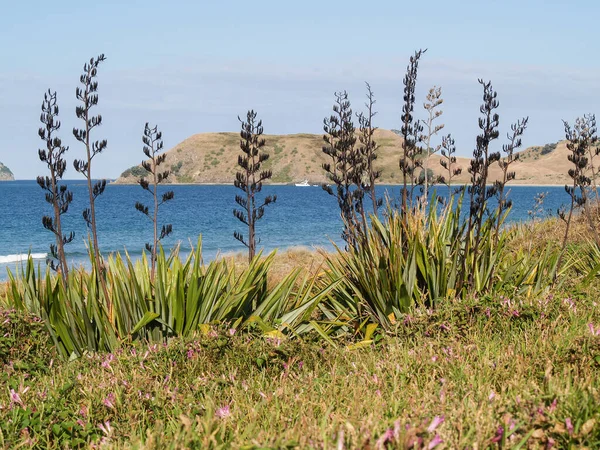 View Bay Foreground Flax Seed Heads Opito Bay Coromandel New — Foto de Stock