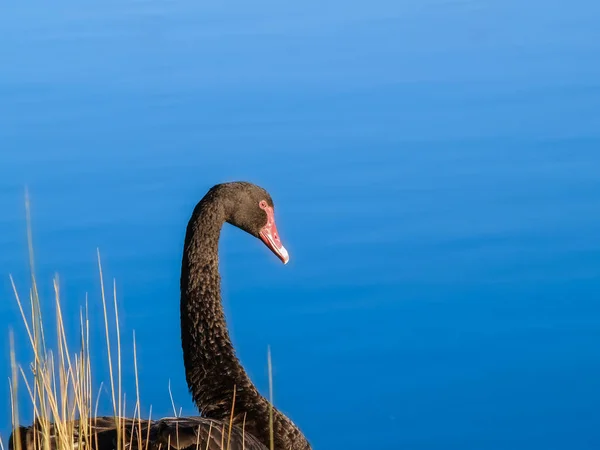 Black Swan Swimming Blue Lake Mclaren Falls Park Lake Tauranga — Stockfoto