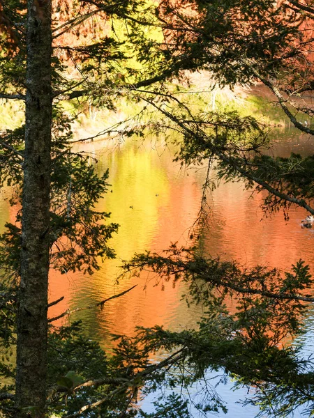 Autumn colours reflected across lake beyond tree branches in silhouette foreground at McLaren Falls Park, Tauranga.