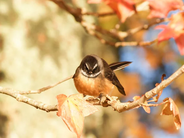 Νέα Ζηλανδία Fantail Σκαρφαλώνει Υποκατάστημα Που Περιβάλλεται Από Φύλλωμα Του — Φωτογραφία Αρχείου