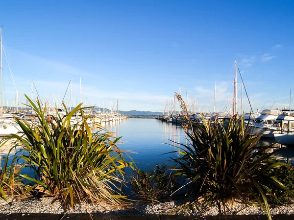 Boats Picturesque Marina Tauranga New Zealand — 图库照片