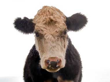 Portrait of a farm animal close up of cattle beast.