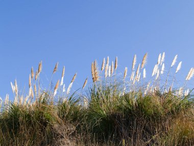 White pampas grass flower blowing in breeze under clear blue sky.