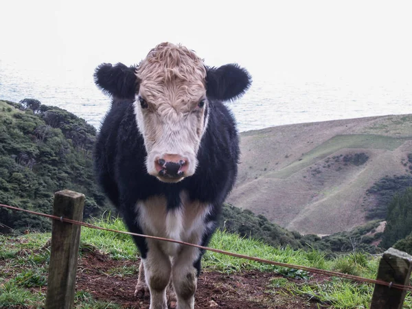 Portrait Farm Animal Close Cattle Beast — Zdjęcie stockowe